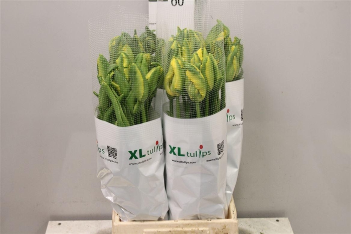 <h4>Tu Pa La Cour Parrot</h4>