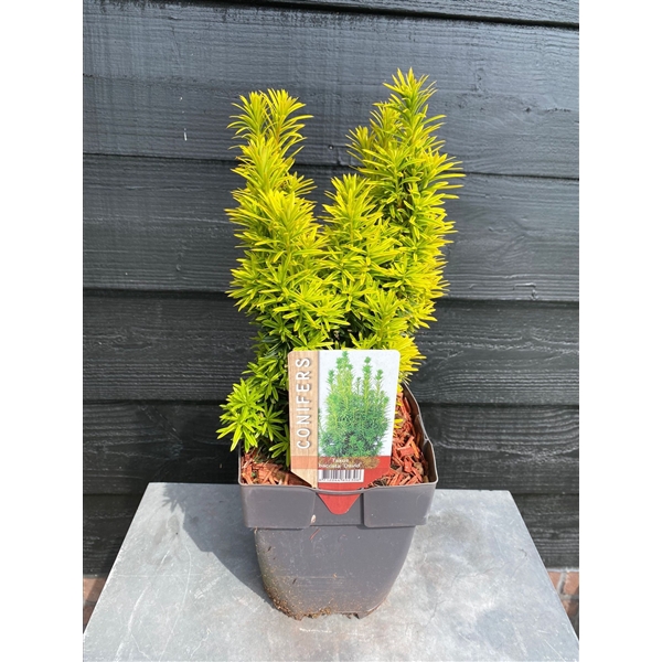 <h4>Taxus baccata 'David' P17</h4>