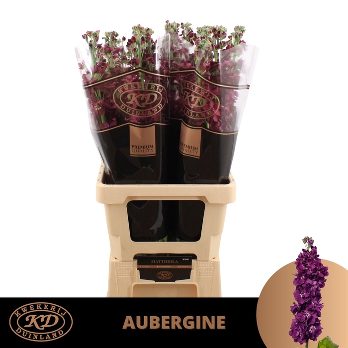 <h4>Matth Milla Aubergine</h4>