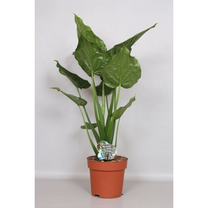 Alocasia cucullata