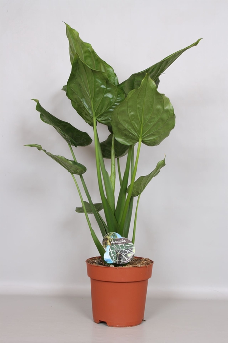 <h4>Alocasia cucullata</h4>