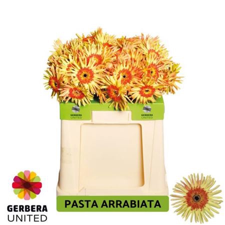 <h4>Ge Kv Pasta Arrabiata</h4>