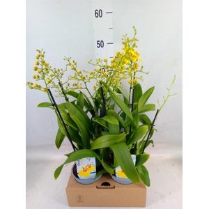 Oncidium   ...