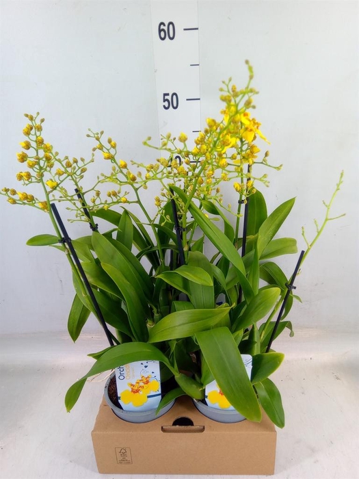 <h4>Oncidium   ...</h4>