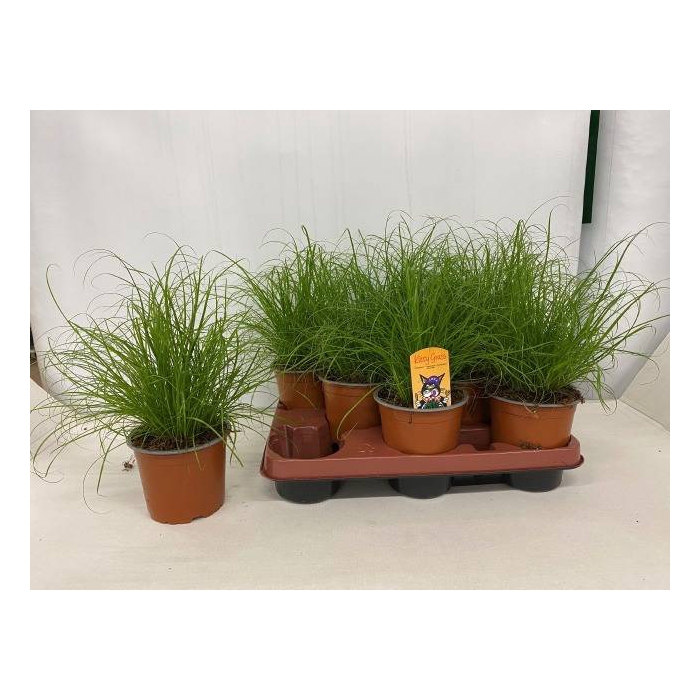 <h4>Cyperus alternifolius Zumula 12Ø 31cm</h4>