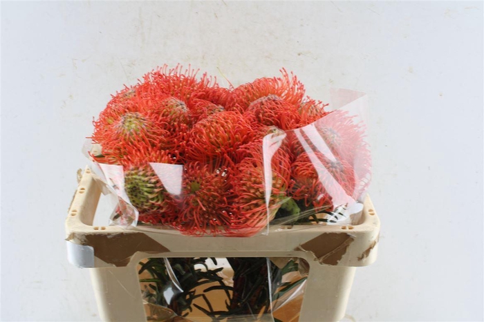 <h4>Leuco Co Succession</h4>