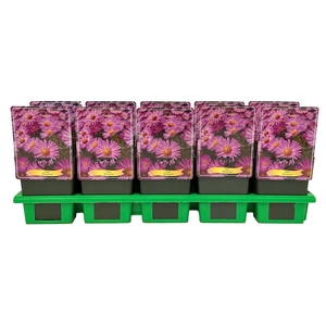 Aster Herbstgruß vom B