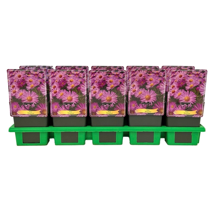 <h4>Aster Herbstgruß vom B</h4>