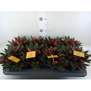 Peperomia caperata 'Rosso'