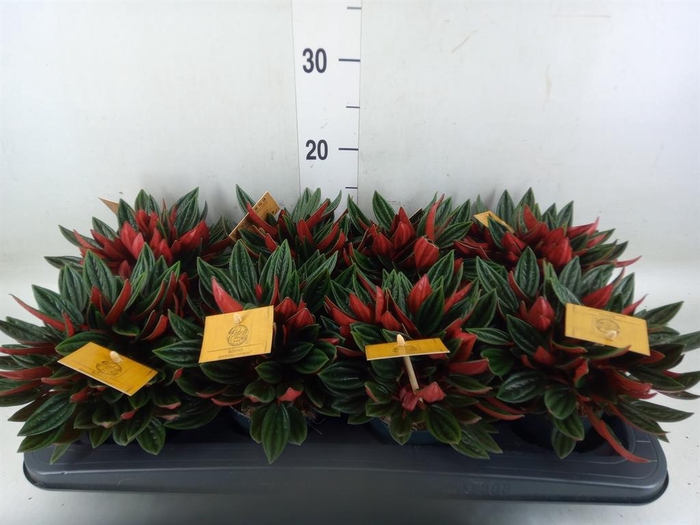 <h4>Peperomia caperata 'Rosso'</h4>