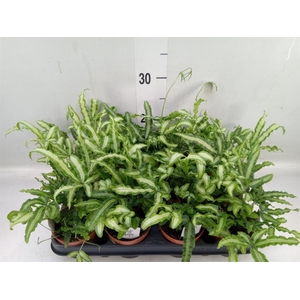 Pteris cretica 'Albolineata'