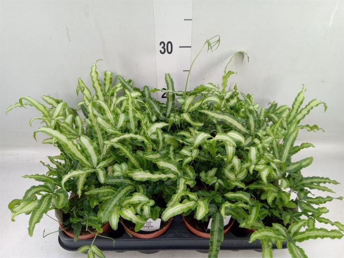 <h4>Pteris cretica 'Albolineata'</h4>