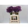 Allium Jackpot