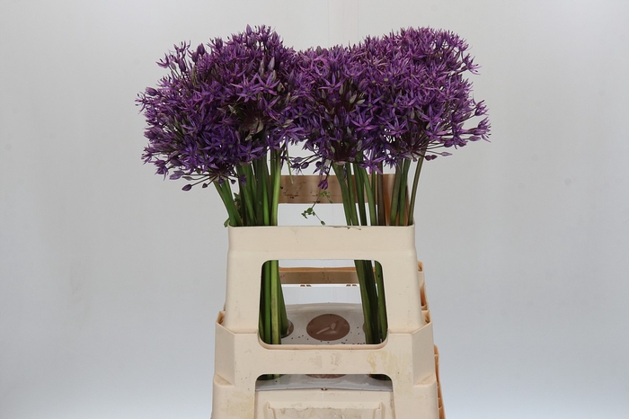 Allium Jackpot