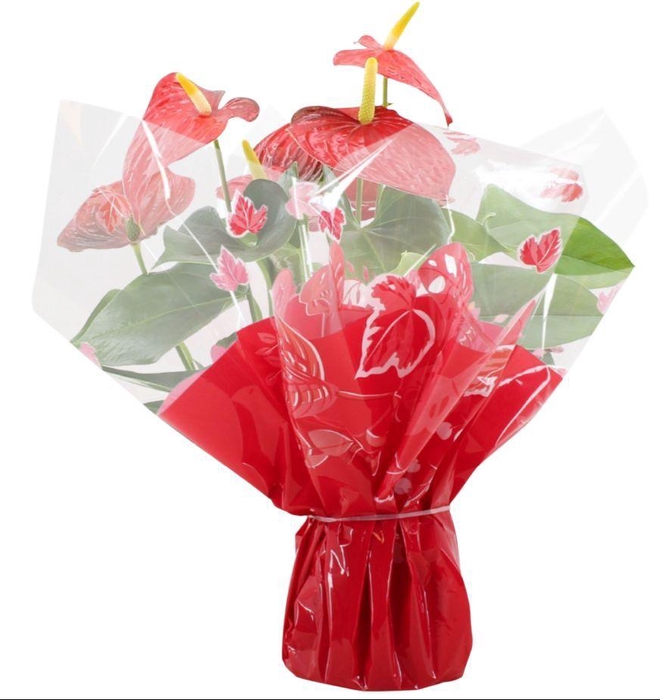 Anthurium Esudo in Rondello Clemence