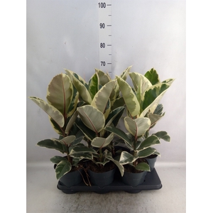 Ficus elastica 'Tineke'