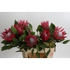 Protea Cynaroides Madiba