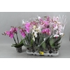Phal Gem