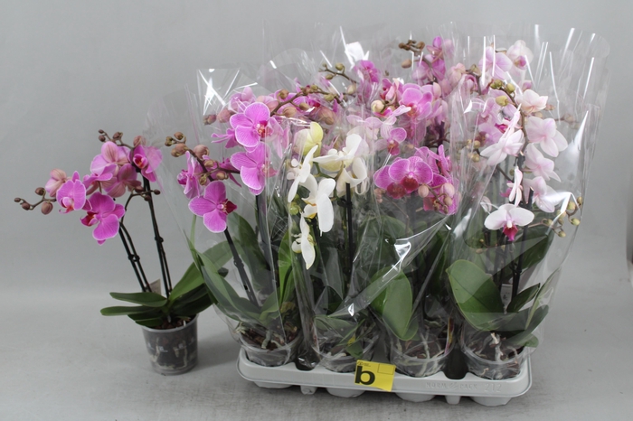 Phal Gem