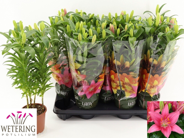 <h4>LIL AS TINY PEARL</h4>