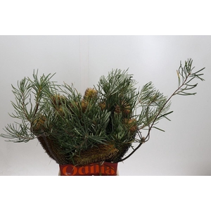 BANKSIA OVERIG BANKSIA SPINULOSA