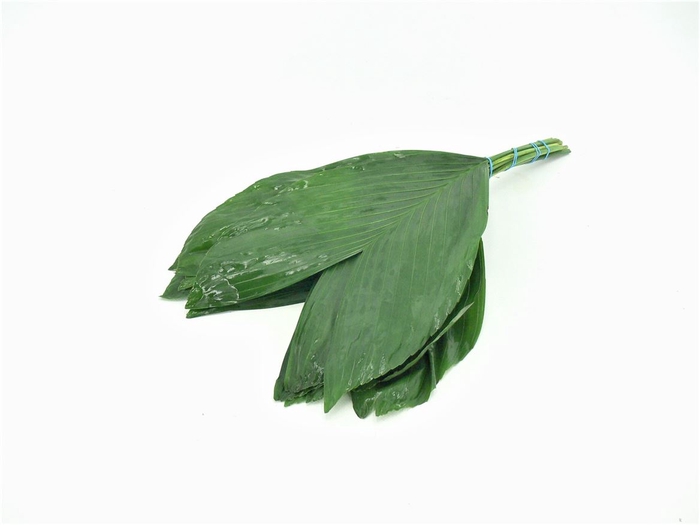 <h4>Cocos Mini 45</h4>
