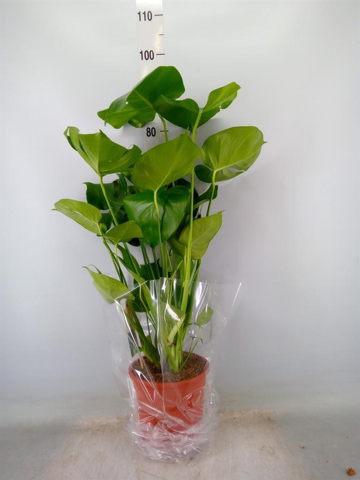 <h4>Monstera delic.</h4>