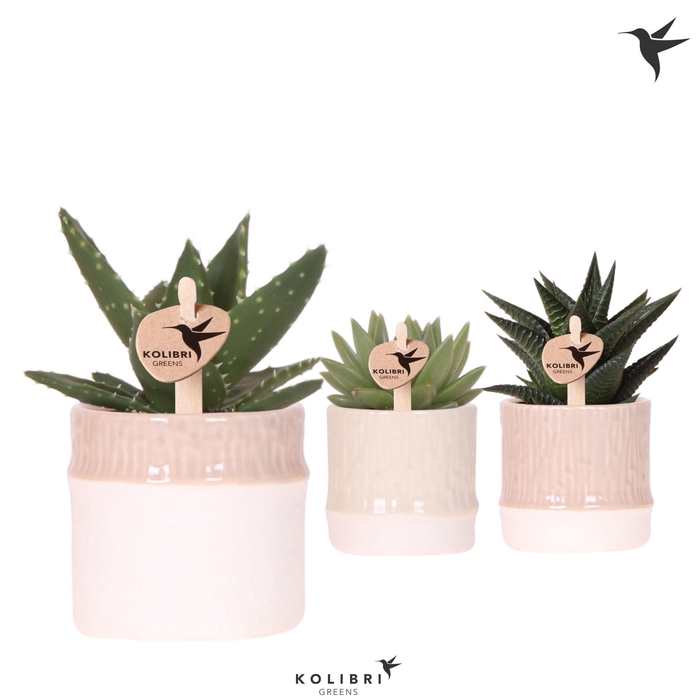 <h4>Kolibri Greens Succulenten mix in Bamboo pot mix</h4>