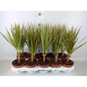 Dracaena marg. 'Bicolor'