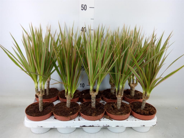 <h4>Dracaena marg. 'Bicolor'</h4>