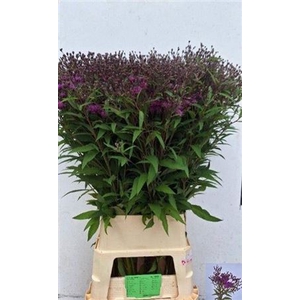 Vernonia Crinita