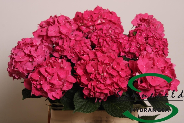 <h4>HYDR M CH RODEO RD</h4>