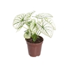 CALADIUM CANDIDUM JUNIOR P09