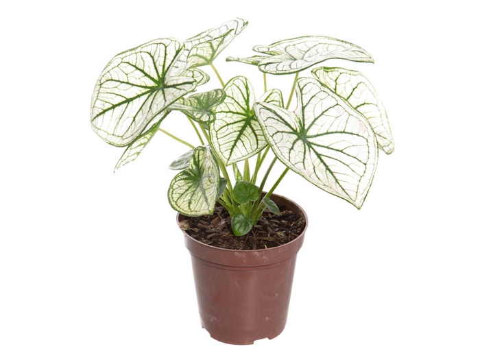 CALADIUM CANDIDUM JUNIOR P09