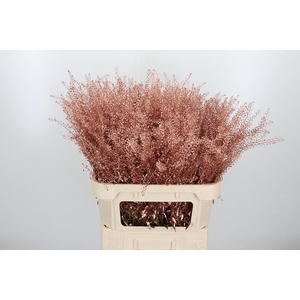 Lepidium Kl Bh Koper