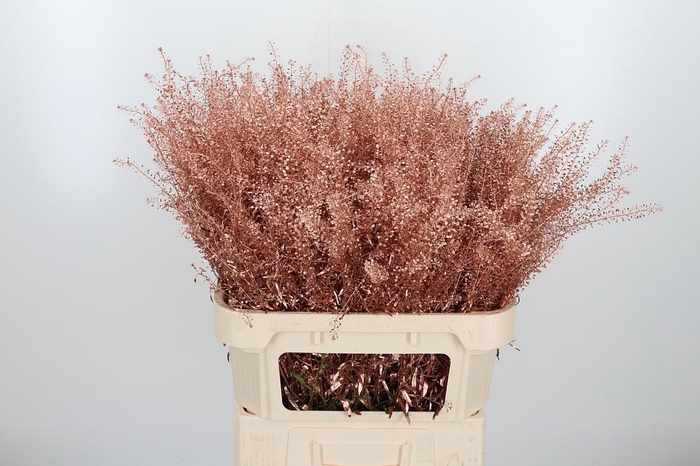 <h4>Lepidium Kl Bh Koper</h4>