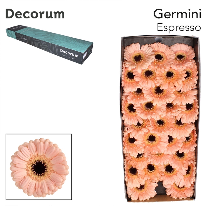<h4>Germini Espresso Doos</h4>