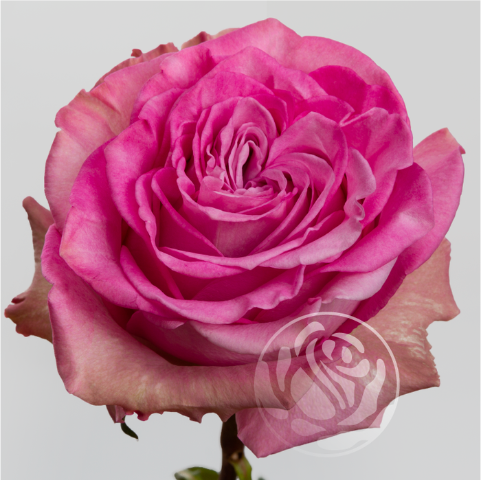 <h4>R GR QUEENS CROWN Welyflor</h4>