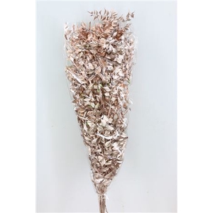 Dried Ruscus Nat Champagne Glitter