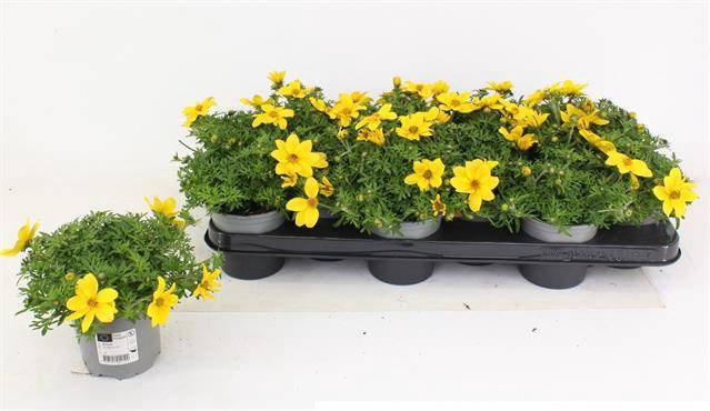 <h4>Bidens Yellow Charm</h4>