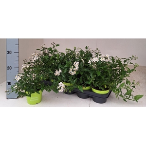 SOLANUM JASMINOIDES
