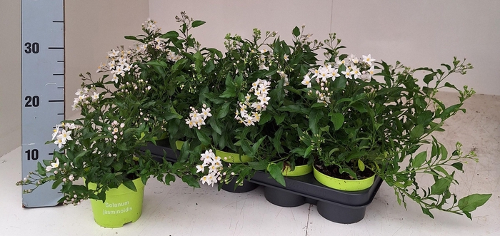 <h4>SOLANUM JASMINOIDES</h4>