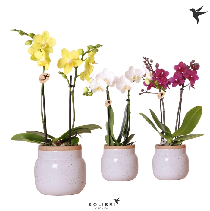 <h4>Kolibri Orchids Phalaenopsis mix 2 spike in Vintage Bowl white</h4>