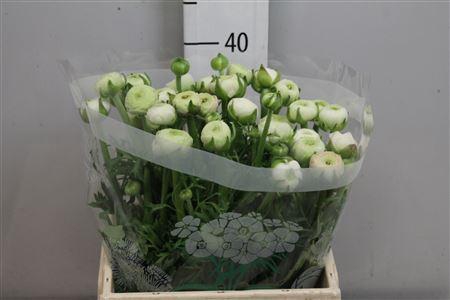 <h4>Ran Aazur White</h4>