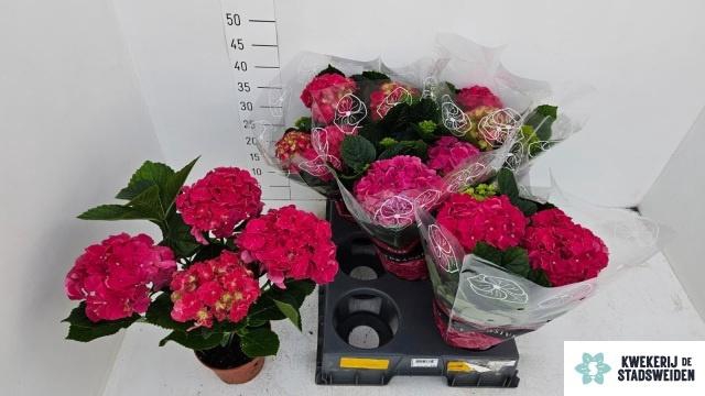 <h4>HYDR M GRUMPY</h4>