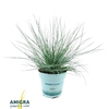 Festuca Glauca Compacta Blue®