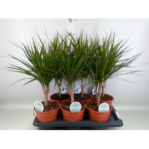 Dracaena marg.