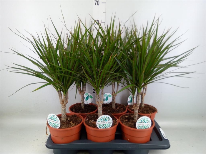 <h4>Dracaena marg.</h4>