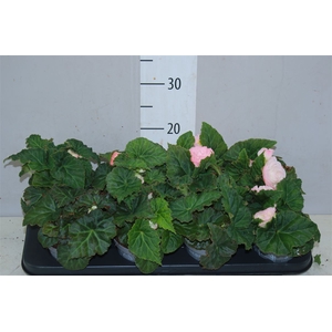 Begonia Fortune Pink 12cm