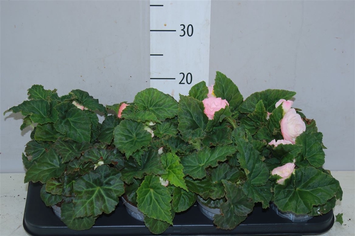 <h4>Begonia Fortune Pink 12cm</h4>